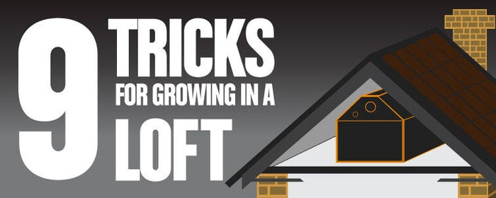 9 Tricks for Growing in the Loft or Attic