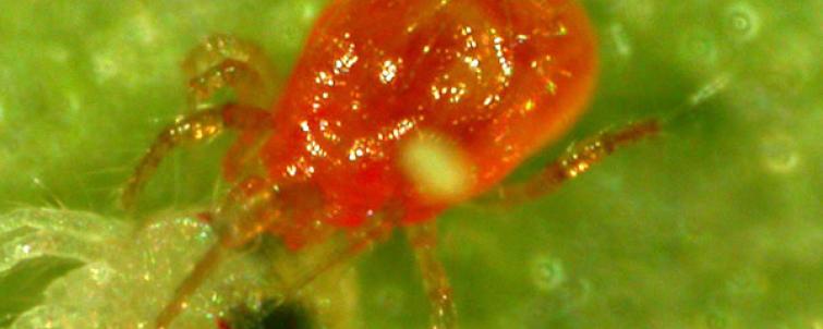 Spider Mites! How to Prevent, Identify & Control