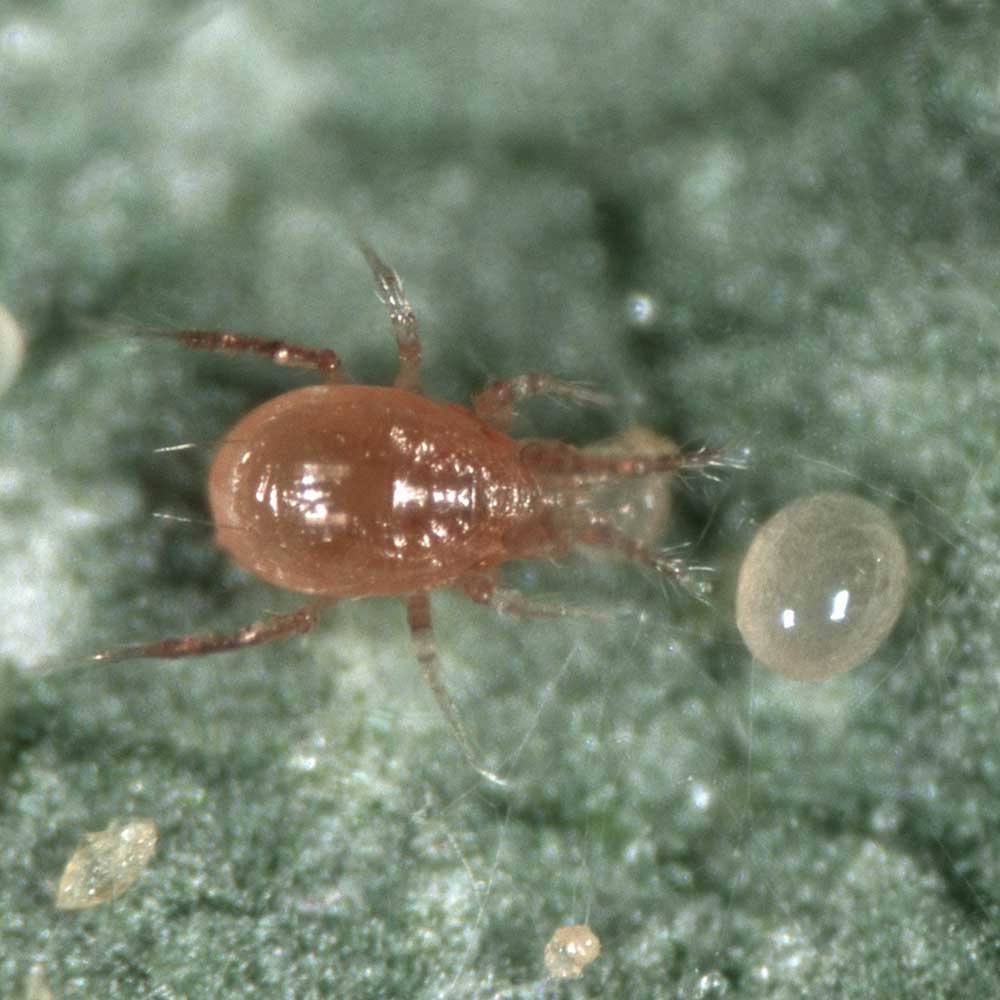 Spider Mite