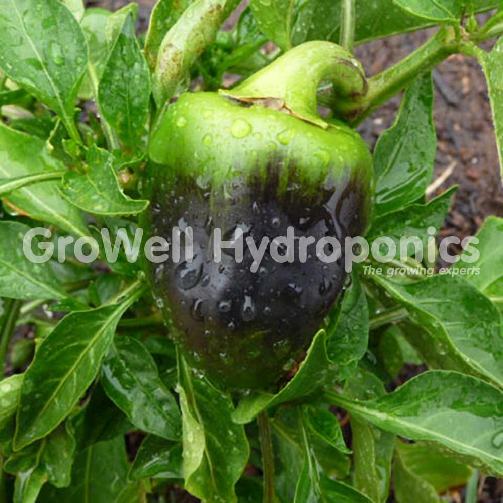 New Millenium Winter Frost