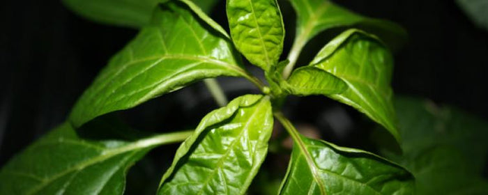 9 Hacks For Mixing Nutrients