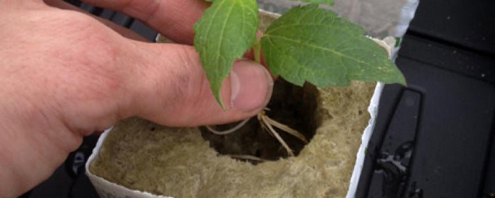 Transplanting Aeroponic Cuttings In Coco, Soil & Hydro