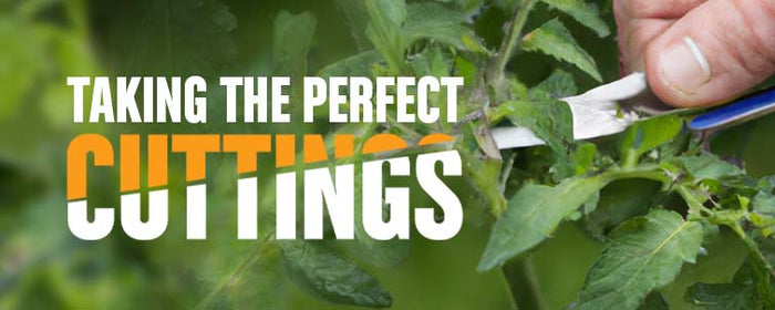 Taking The Perfect Cuttings