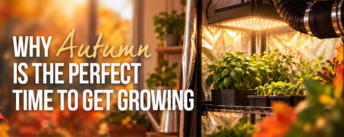 Why Autumn Is the Best Time to Start Your First Indoor Grow