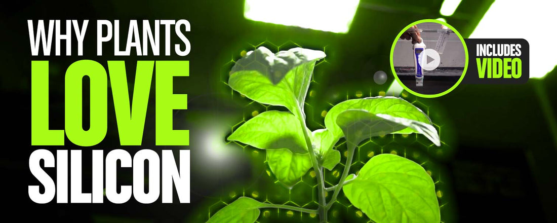 Why Plants LOVE Silicon