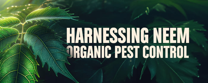 [The Neem Tree] How to Prevent Bugs