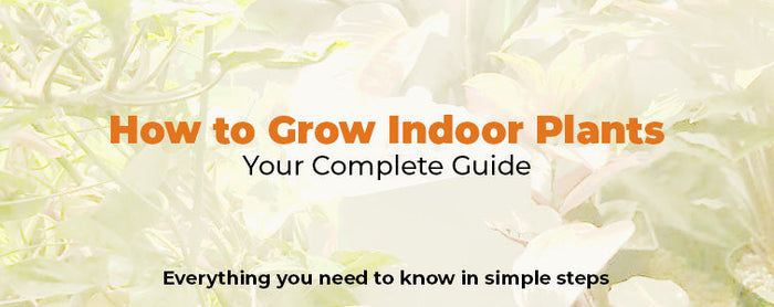 How to Grow Indoor Plants – Your Complete Guide