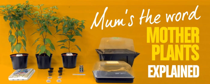 Mum's The Word - Mother Plants Explained