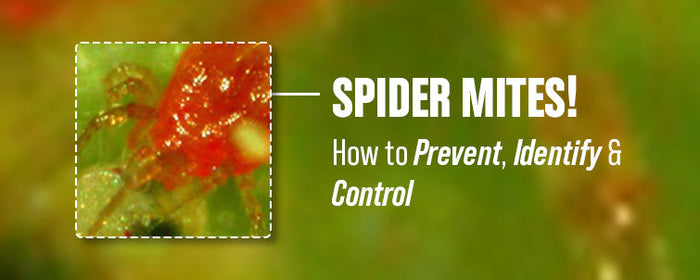 Spider Mites! How to Prevent, Identify & Control
