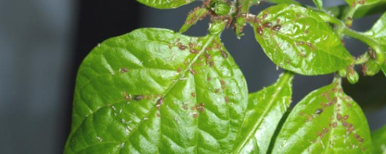Attack of the Aphids