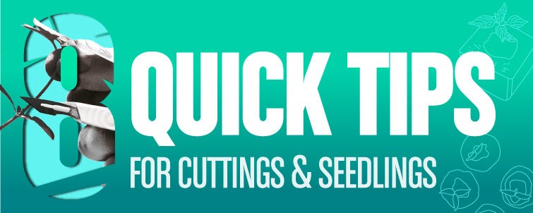 Top 8 Tips for Raising Cuttings and Seedlings