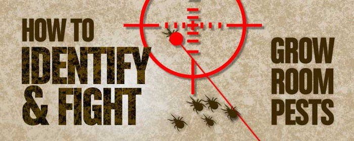 How to Identify & Fight Grow Room Pests