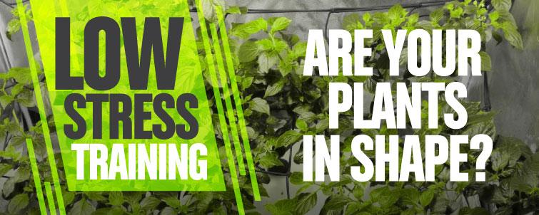 Low Stress Training: Are your Plants in Shape?