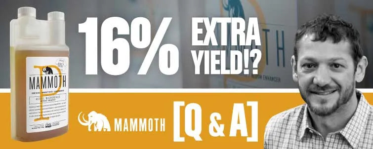 Mammoth P - 16% Extra Yield!? [Q&A] | GroWell
