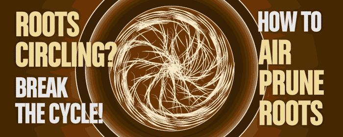 ROOTS Circling? Break the Cycle! [Air Prune Roots]