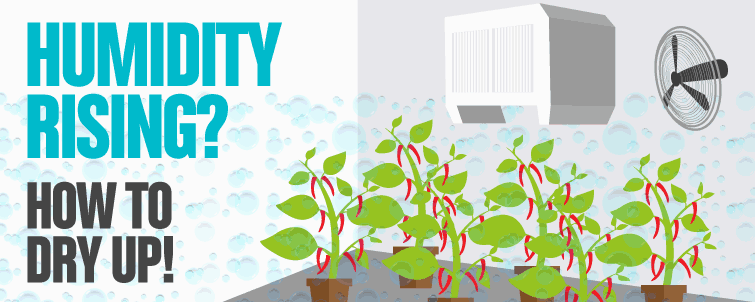 Humidity Rising? How to Dry Up! | GroWell