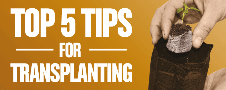 Top 5 Tips for Transplanting