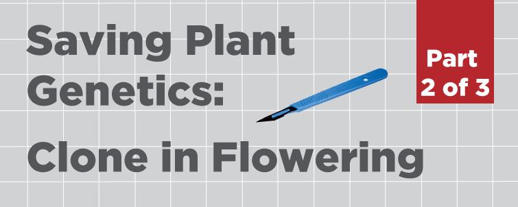 [Clone in Flowering] How to Save Plant Genetics (Part 2 of 3)