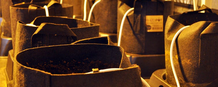 Fed up of hand-watering plants? Or tired of removing the run-off? Then check out RhizoSystems!