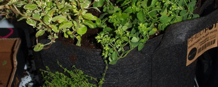 1 Pot = 1 Herb Garden