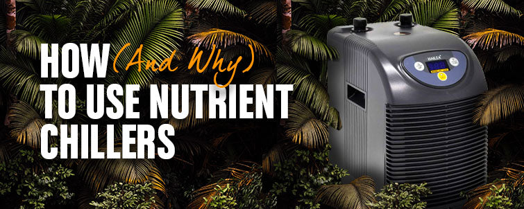 How (And Why) To Use Nutrient Chillers