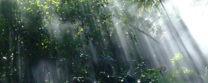 Speed & Slow Transpiration (Humidity & Vapour Pressure Deficit)