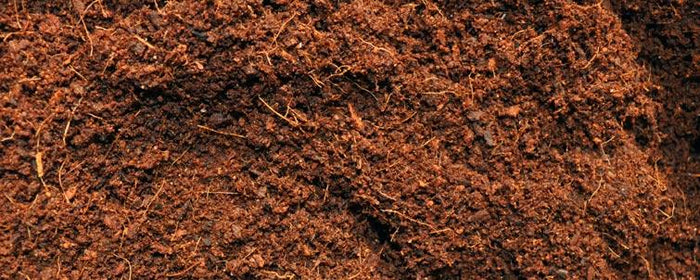 The Coco Alternative!