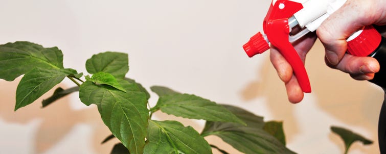 Keep Up! 8 Key Tips for Foliar Spraying