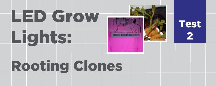 LED Test 2: Rooting Clones