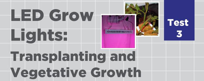 LED Test 3: Transplanting And Vegetative Growth