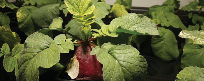 LEDs: To Use or Not To Use?