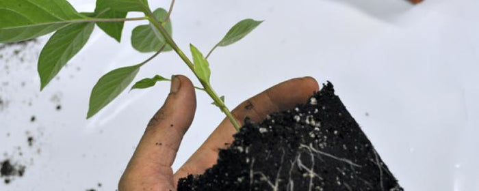 How to Transplant In Soil