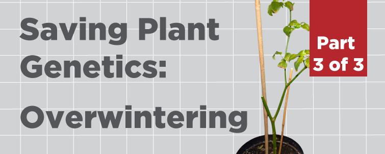 [Overwintering] How to Save Plant Genetics (Part 3 of 3)