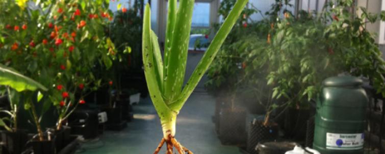 aloe vera uses Aloe Vera Gel – Nature foody to your skin main image 0