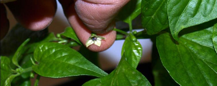 Extend the Vegetative Cycle