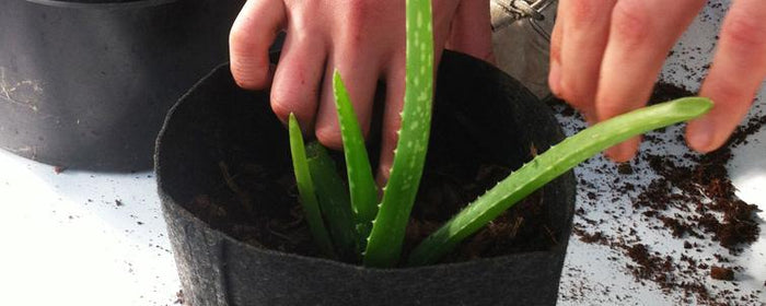 [Plant Pot Dynamics] Shape, Sizes, Material