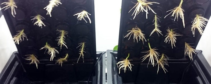 Root Boosters: Do They Work?