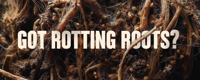 Got Rotting Roots? Pythium: An In-depth Analysis