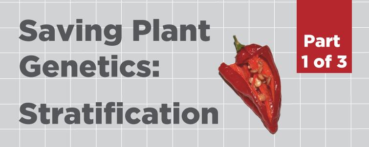 [Stratification] How to Save Plant Genetics (Part 1 of 3)
