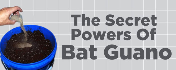 The Secret Powers Of Bat Guano