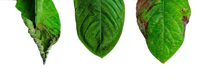 [The Stress Factor] When to Change your Feed