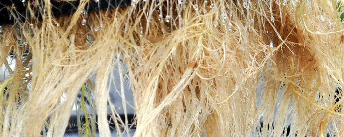 What's Going On With Your Roots?