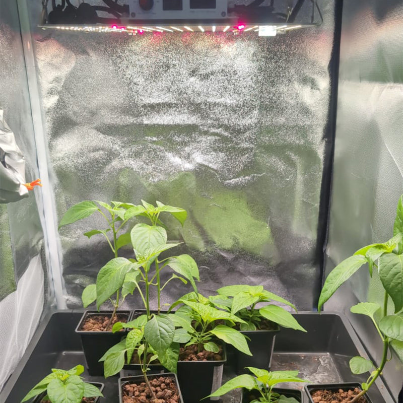 Grow Tent Mistakes: 10 Things Most Growers Get Wrong
