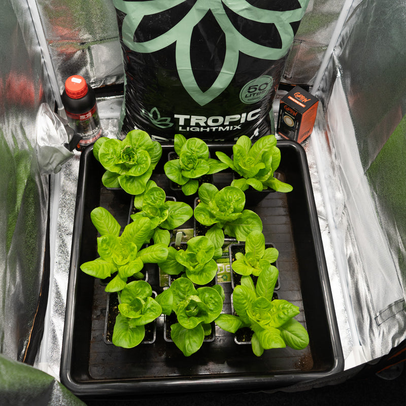 How to Grow Indoor Plants – Your Complete Guide