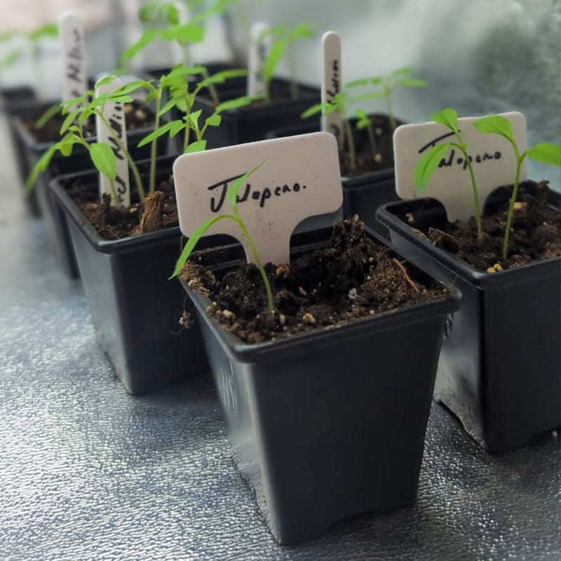 The 12 BEST Plant Propagation Products