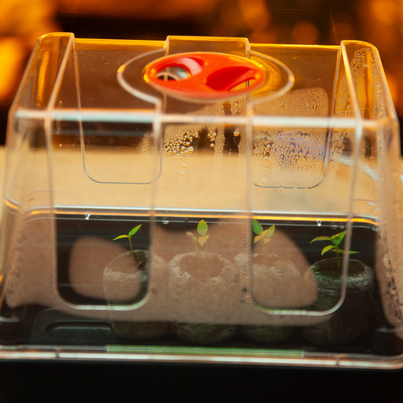 3 Ways to Crack a Seed: Germinate Seeds Super Fast.