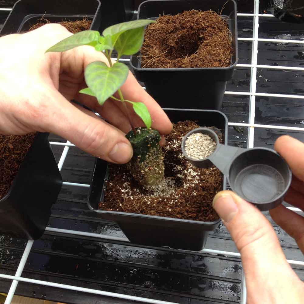 Xtreme Gardening Mykos Root Inoculant