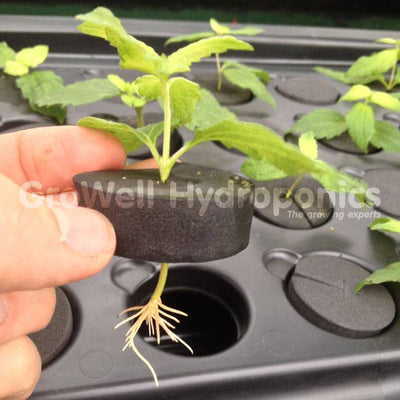 Roots on an aerponic cutting