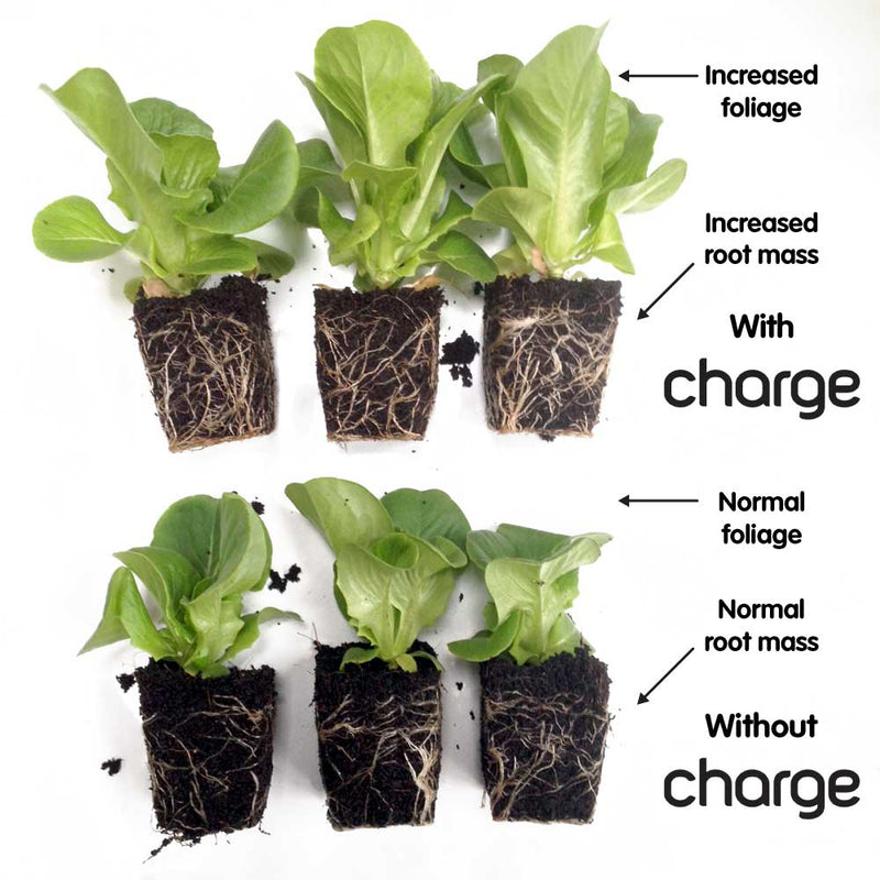 Ecothrive Charge Boosts Root Mass