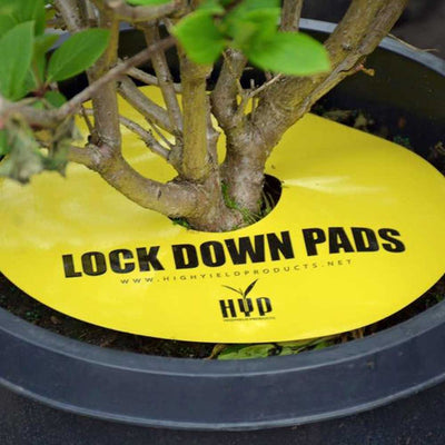 HYP Lockdown Insect Pads In use